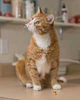 orange and white cat on counter